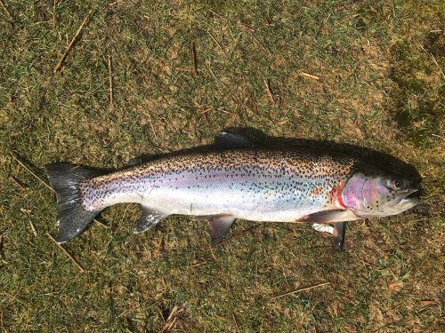 A 2lb 12oz Overwintered Rainbow