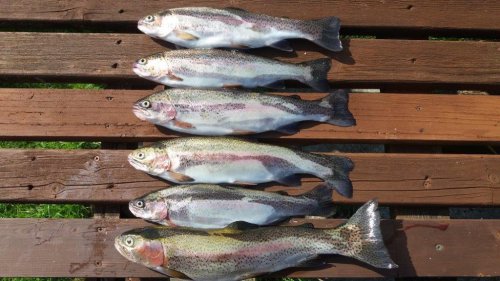 A bag limit of six fish.