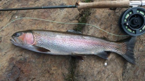 A 2lb 5oz Rainbow